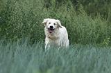 GOLDEN RETRIEVER 683